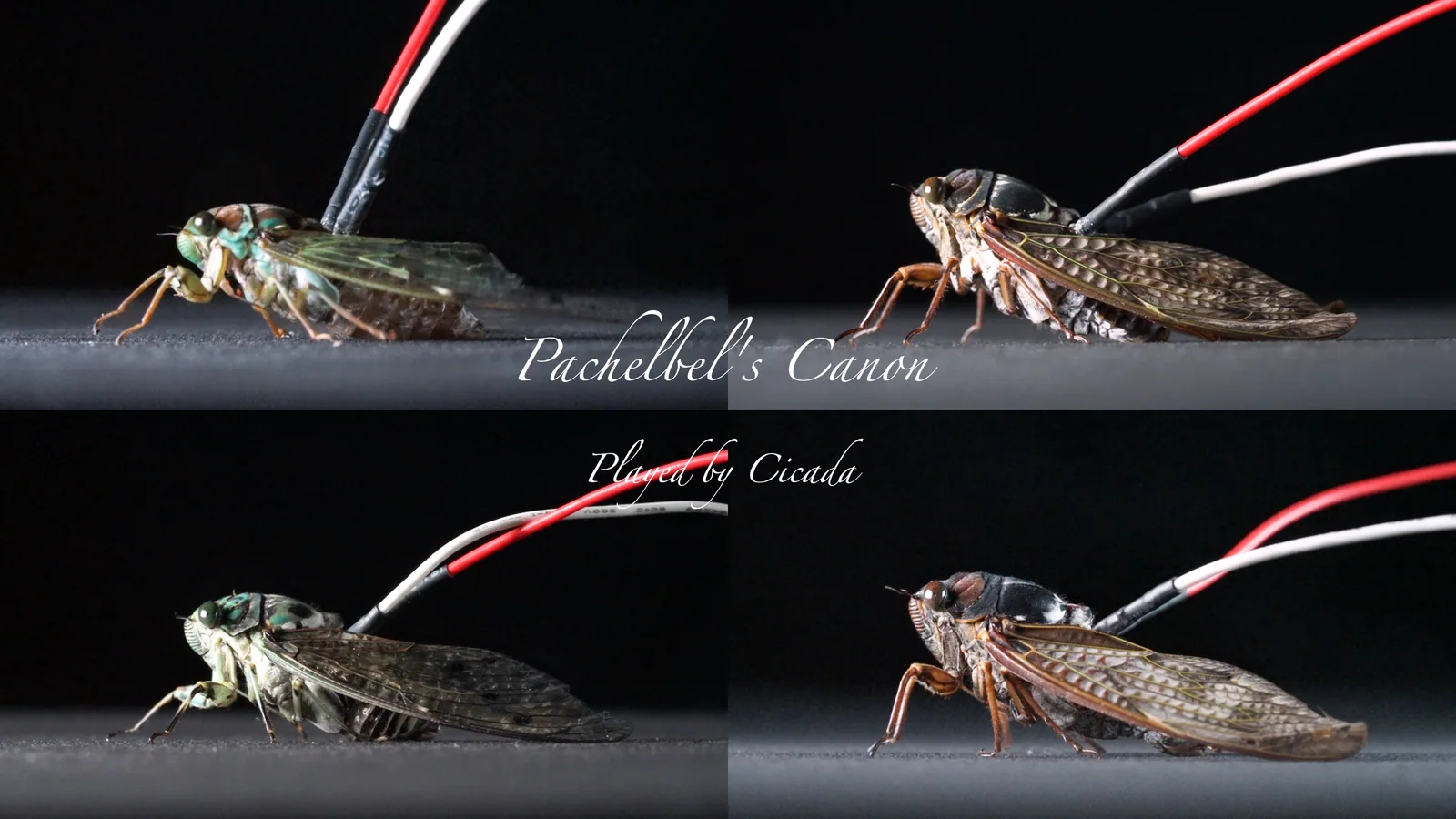 Cicada - Canon ver.2