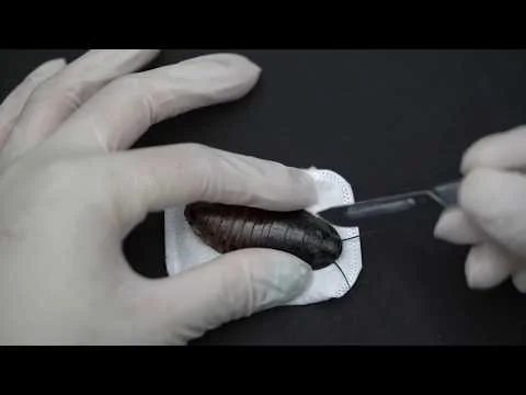 COSMETICROACH / ゴキブリをメイク道具にする