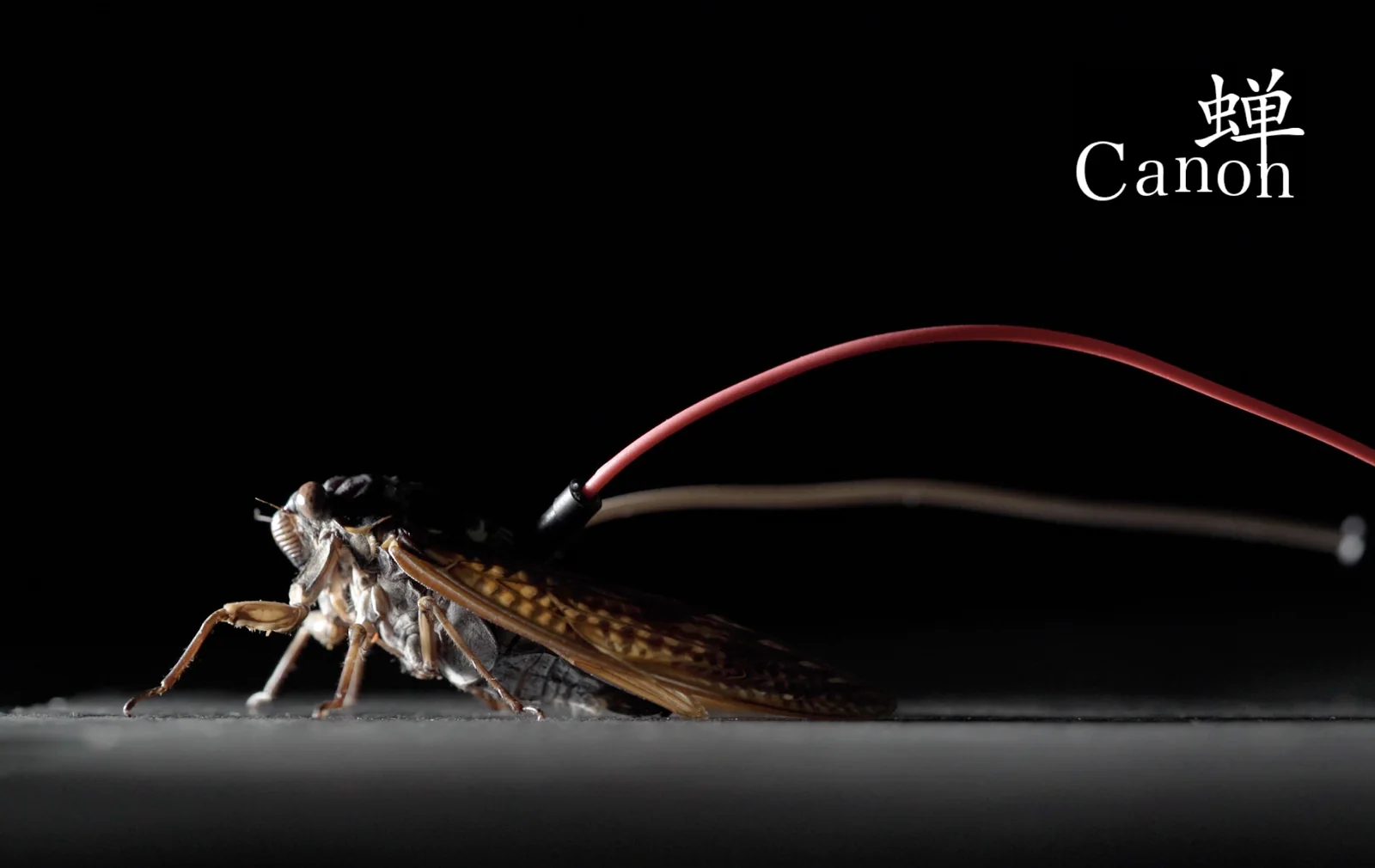 蝉-Canon